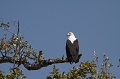 pygargue vocifer (Haliaerus vocifer) - Kasanka Zambie