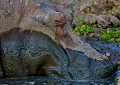 hippopotame