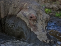 hippopotame