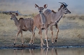 Un plus tard dans la journée alors que nous nous apprètions à ranger notre matériel photo, trois koudous sont venus avec beaucoup de précaution aux abords du marais Hwange 
 Koudou 
 zimbabwe 
Thierry Duval
photographe animalier 
afrique 
 