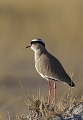 Vanneau Couronné, Zimbabwe, safari, photographie animalière, oiseau d'afrique, photographe animalier 