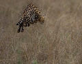 Félin discret de la savane, le serval a une capacité incroyable pour détecter ses proies grâce à son ouie et ses grandes oreilles qu'ils orientent aisément et indépendamment pour localiser sa future prise.  