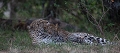 Voilà plusieurs jours que nous suivions cette femelle léopard; furtivement nous avions aperçu ses deux jeunes d'environ trois mois particulièrement farouches qui restaient toujours à couvert.
Après quelques jours, nous étions récompensés car les conditions de prise de vues étaient enfin réunies.  