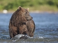 A quelques dizaine de mètres ce premier Grizzly me permet de réaliser les premières images de ce séjour au milieu des ours. 
La veille un hydravion nous a débarqué dans ce lieu pour y installer notre campement. 
Equipé chaudement malgré la période estivale, je vais assister à un spectacle extraordinaire.  