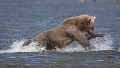 Il n'est pas aisé de pêcher les saumons qui bien que nombreux échappent souvent leur prédateur. Mais, avec de l'expérience, certains grizzly ont un taux de succès  remarquable.  