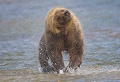 Ce grizzly se secoue m'offrant l'occasion d'une image inattendue.  