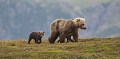 En ce mois d'août, il est déjà bien tard pour ces jeunes grizzlys.
A cette époque de l'année ils devraient être bien plus grands pour être en mesure d'affronter l'hiver.
Auront-ils le temps avec l'aide de leur mère de constituer les réserves nécessaires ? Rien  n'est loin sûr.  