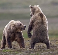 Lorsqu'il est debout le Grizzly dépasse les deux mètres et peut atteindre deux mètres cinquante avec un poids supérieur à 200Kg.
Je ne suis pas très loin d'eux et j'ai perdu l'illusion d'une éventuelle retraite rapide en cas de danger car je sais qu'il peut débouler à 55km/h....  