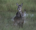  cobe à croissant, Botswana, Moremi, photographie animalière, animaux d'Afrique 