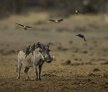 Bel instant photo que celui de ce phacochère venu s'abreuver avec ces pique-boeufs sur son dos  