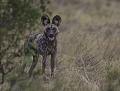  Lycaon du Botswana, réserve de Moremi, animaux d'Afrique 