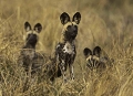 Redoutable chasseurs les lycaons ont une très grande endurance lorsqu'il poursuivent  leur proie. Espèce fragile car trop longtemps chassée, les lycaons ne sont plus que quelques millers en Afrique. Le Botswana offre la possibilité de voir cette espèce rare.
Nous avions roulé de longues heures avant de les apercevoir au milieu des herbes hautes au moment où la meute se rassemblait. lycaons du Botswana, animaux d'Afrique, photographie animalière 