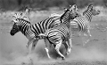  zèbres, animaux d'Afrique, Kenya, 