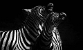  Zèbres, animaux d'Afrique, Kenya 