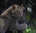  
 Léopard 
 kenya 
 leopard 
 wildlife  