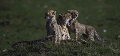  Cheetah 
 Guépard 