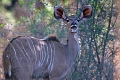  afrique du sud 
 koudou femelle 
 parc kruger 