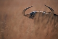  afrique du sud 
 gnou 
 parc kruger 