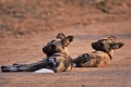 Les lycaons sont des canidés sauvages devenus de plus en plus rares parce que systématiquement éliminés pendant de nombreuses années . 
Ils chassent en meute sur des distances très longues et démontrent de grandes qualités de prédateurs . afrique du sud 
 lycaon 
 parc kruger 