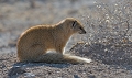  etosha 
 mangouste jaune 
 namibie 