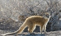  etosha 
 mangouste jaune 
 namibie 