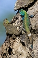  agame 
 Tanzanie 