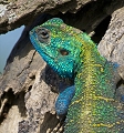  agame 
 Tanzanie 
