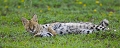  serval 
 tanzanie 