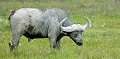  buffle 
 ngorongoro 
 Tanzanie 