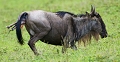  gnou ,naissance,
 Tanzanie 