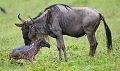  gnou , naissance 
 Tanzanie 