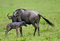  gnou,naissance 
 Tanzanie 