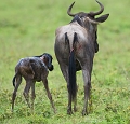  gnou, naissance 
 Tanzanie 