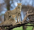  guepard 
 Tanzanie 
