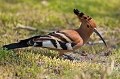  african hoopoe 
 huppe d'afrique 