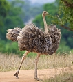  autruche femelle
Tanzanie
Tarangire 
