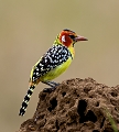  Barbican à tête rouge 
Tanzanie 