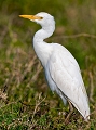 Etonnante progression géographique de ce petit héron venant d'afrique , commun dans le sud de la France que l'on observe désormais dans le nord et en Belgique . Héron gardeboeuf
Tanzanie 