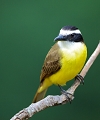  breÌsil 
 pantanal 
 Tyran quiquivi 