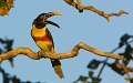 AracÌ§ari aÌ€ oreillons rouges 
 breÌsil 
 pantanal 