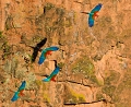 Dans le Cerrado , un effondrement du sol a créé un trou large et profond d'une centaine de mètres où les Aras viennent nicher ; leur poursuite aèrienne et bruyante au coeur d'une zone boisée offre un spectacle superbe . Ara chloropteÌ€re 
 breÌsil 
 pantanal 