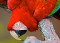  Ara chloropteÌ€re 
 breÌsil 
 pantanal 