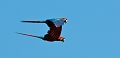  Ara chloropteÌ€re 
 breÌsil 
 pantanal 