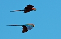  Ara chloropteÌ€re 
 breÌsil 
 pantanal 