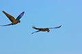  Ara bleu 
 breÌsil 
 pantanal 