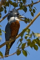  breÌsil 
 Martin-peÌ‚cheur vert 
 pantanal 