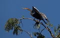  Anhinga d'AmeÌrique 
 breÌsil 
 pantanal 