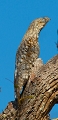  breÌsil 
 Grand Ibijau 
 pantanal 