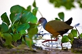  breÌsil 
 pantanal 
 RaÌ‚le de cayenne 
