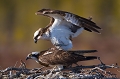 L'accouplement de rapace n'est pas chose facile , la mâle doté de serres puissantes prend toutes les précautions pour ne pas blesser la femelle mais l'équilibre est instable Balbuzard pêcheur
Reproduction de Balbuzard pêcheur
Nid de Balbuzard pêcheur
Opsrey 